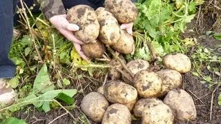 Potatoes in the straw, sphagnum (moss) and in the box