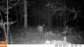 Buck Trail Camera Videos from Maine 2016 to 2020 | Compilation of Buck Videos