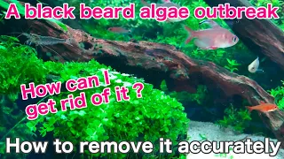 How to kill black algae 「aquarium algae problem⑤」ada,tropical fish,fresh water  techniques