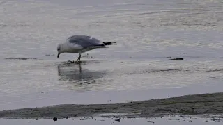 Чайка. Танец лапками