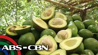 ALAMIN: Mga kakaibang recipe gamit ang avocado | Rated K