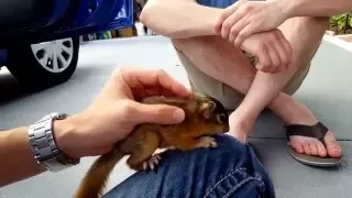 Wild Baby Squirrel Lost Her Mom