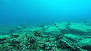 Whale call & response (diving @ Sheraton Caverns, Kauai)