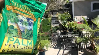 How to fertilize palm trees in the ground and in pots