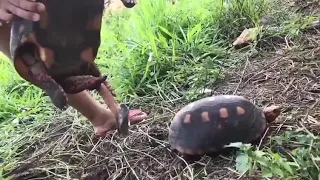 abdmuthu   Turtle's cock has for the whole body length 🧐🧐 VDownloader