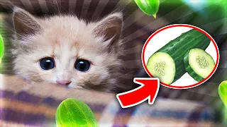 This Is Why Cats Are Afraid of Cucumbers (4 Reasons)