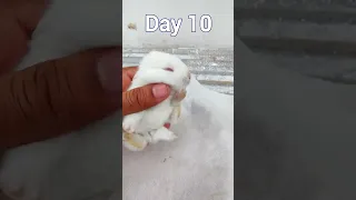 Baby Rabbit - 1 Day To 17 Days Old | Cute Baby Rabbit Growth #animals