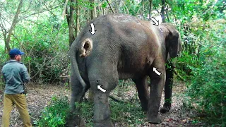 Treating Tusker Elephant suffered with Abscesses all over the body after a duel with another tusker