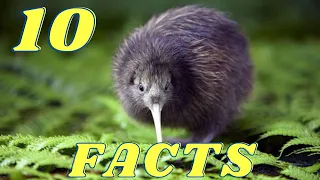 10 fun facts about kiwi birds