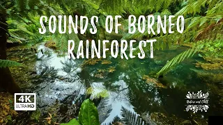 Mysterious Sounds of Borneo Rainforest