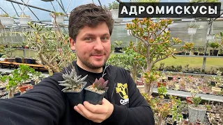 АДРОМИСКУС (ADROMISCHUS) ТОЛСТОЛИСТНЫЙ КОРОЛЬ СУККУЛЕНТ