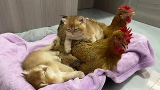 The hen gets custody of the kittens!The hen is a really qualified cat mother.So funny cute pet video