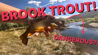 Multi-Species Trout Fishing in the Rocky Mountains (Brook Trout Spawn)