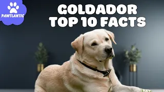 Goldador - The Ultimate Canine Blend: Top 10 Facts