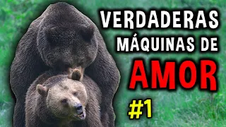 así HACEN EL AMOR estas especies animales