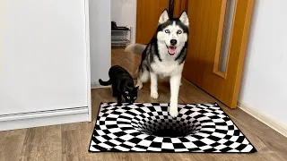 Will Dogs And Cats Believe an Optical Illusion?