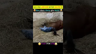 घोड़ा बच्चे को कैसे जन्म देती है?, Horse birth process😲 #shorts #youtubeshorts #viral  #trending