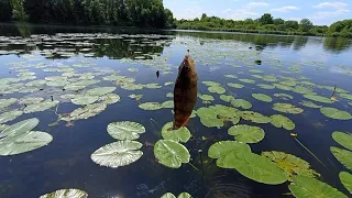 РЫБАЛКА НА УДОЧКУ С БОКОВЫМ КИВКОМ/МОРМЫШКА ЛЕТНЯЯ!