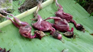 Hunting quail by blowgun and making delicious food.