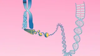 Animation 25.2 Structure of a chromosome