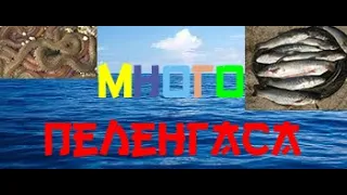 ПЕЛЕНГАС  ЕСТЬ!!! Много     пеленгаса     и  как    сохранить лим.червя  на рыбалку?!