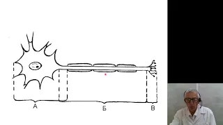 Нормальная физиология 2.Полярный закон. Закон электротона