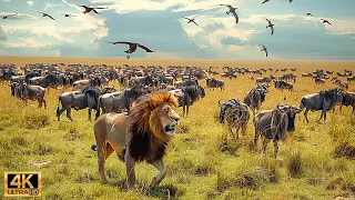 4K African Wildlife: The World's Greatest Migration from Tanzania to Kenya With Real Sounds #79