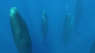 Sleeping, Bubbling Sperm Whales