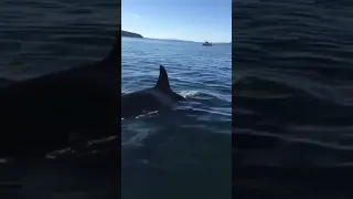 ORCA CHASING SEAL #shorts