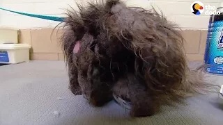 Dog Was So Matted She Could Barely Even See | The Dodo