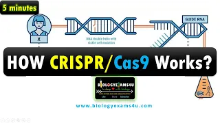 Gene editing using CRISPR/Cas9. Steps involved