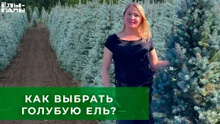 Как выбрать голубую ель и от чего зависит цена на растение.