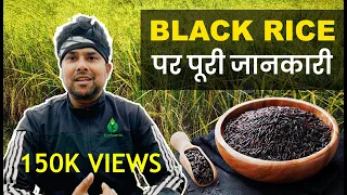 EVERYTHING ABOUT BLACK RICE FARMING | काले चावल की खेती करने की पूरी जानकारी | (HINDI/हिंदी) | 2020