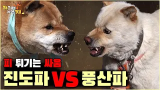 피 튀기는 큰 개들의 전쟁 진도파 VS 풍산파