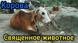 Почему корова священное животное ?