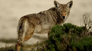 Coyote attacks on pets on rise due to pupping season