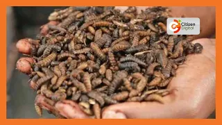 Kiambu farmers turn into black soldier fly farming