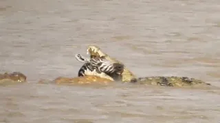 Zebra eaten alive by crocodile _ crocodile vs zebra