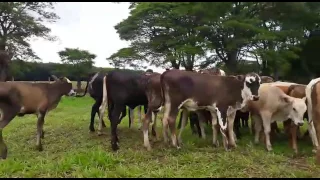 60 bezerras de cruzamento de Auriflama sp