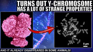 Human Y Chromosome Finally Sequenced! Turns Out to Be Really Weird