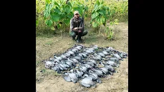 Охота на дикого голубя (вяхиря) 2019 часть 1 wood pigeon hunt 2019 part 1