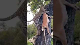 Tiger 🐅 kills deer🦌 climbing tree 😲💀