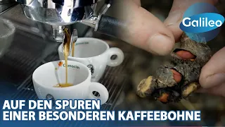 "Es ist K*cke, aber sie ist Gold wert!" - Auf den Spuren eines der teuersten Kaffees der Welt