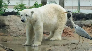 2024/05/19 ホッキョクグマのクッキー