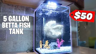 The *BEST* 5 Gallon Betta Fish Tank Setup