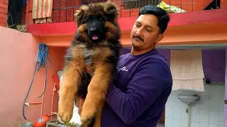 जबरदस्त क्वालिटी Long coat KCI registered puppy available import bloodline German Shepherd available