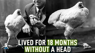 Mike the HEADLESS Chicken: How Did He Live 18 Months Without a Head??