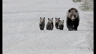 Wildlife Photography-GRIZZLY #399 a QUAD MOM-4 cubs-Grand Teton Park-Jackson Hole-Yellowstone Park