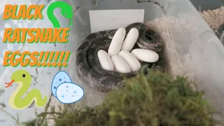 My Snakes Finally Laid Eggs!!!! *Black Ratsnakes*