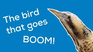 The Bird That Goes BOOM!